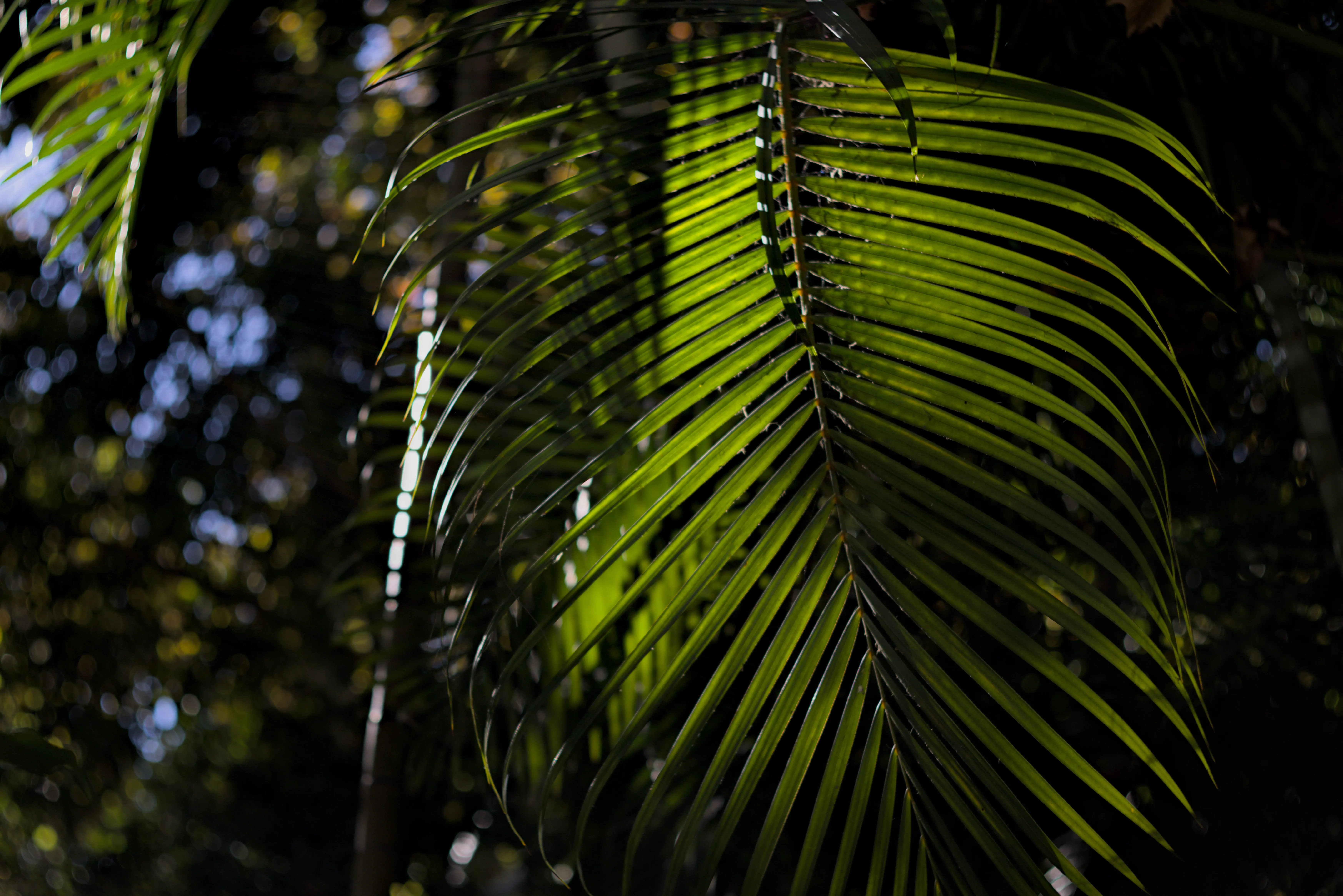 Zenith Helios-77M-4 1,850 (VOMZ) - _I4A6893.webp